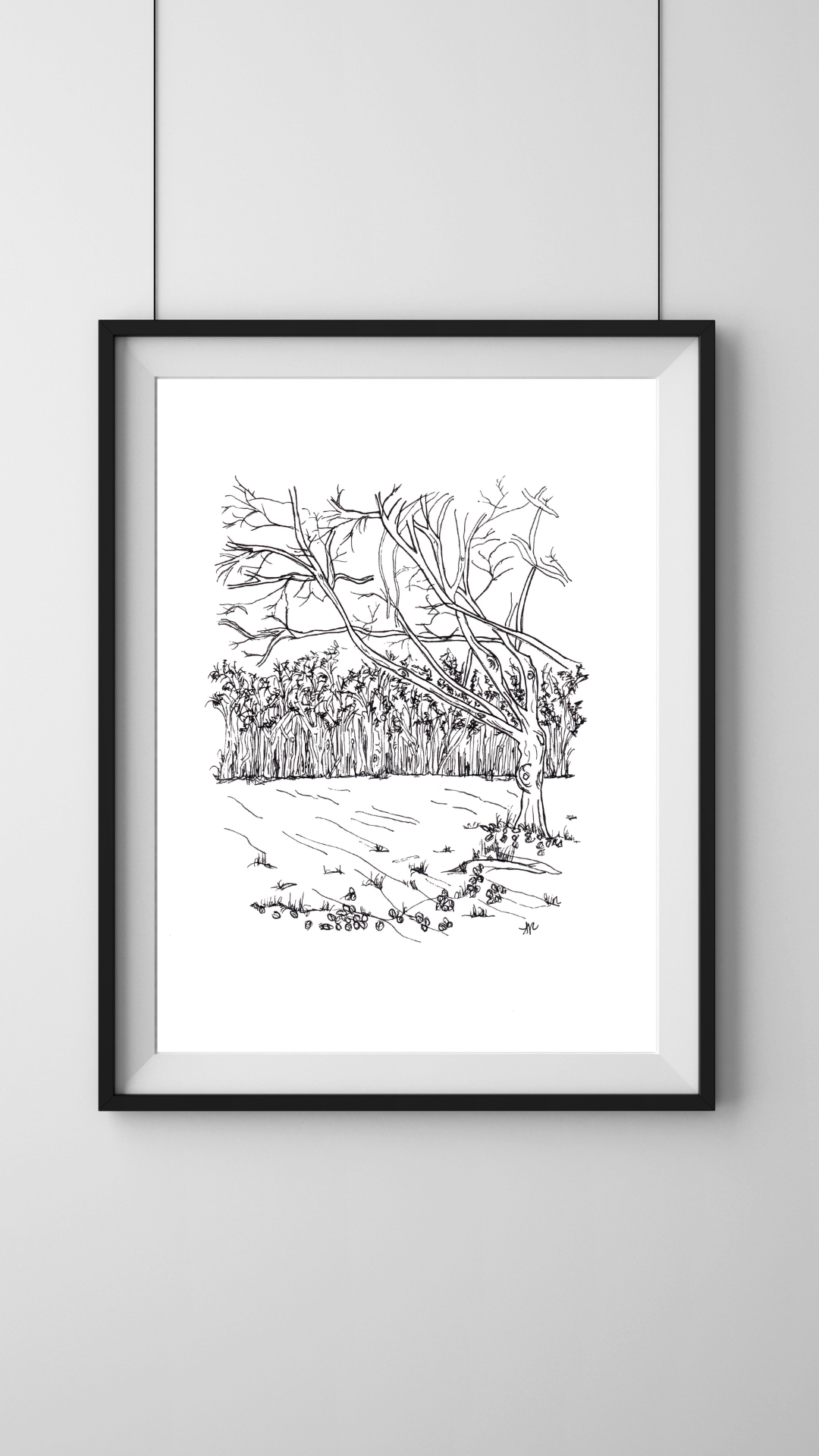 Whippendell Woods, Croxley Green, Hertfordshire PRINT