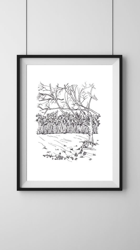 Framed illustration of Whippendell Woods, Hertfordshire. Ancient woodland landscape, hand-signed art by Ali Collins