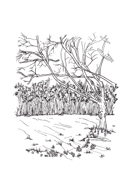 Hand-drawn print of Whippendell Woods, Croxley Green, Hertfordshire. 400-year-old ancient woodland, original line art by Ali Collins