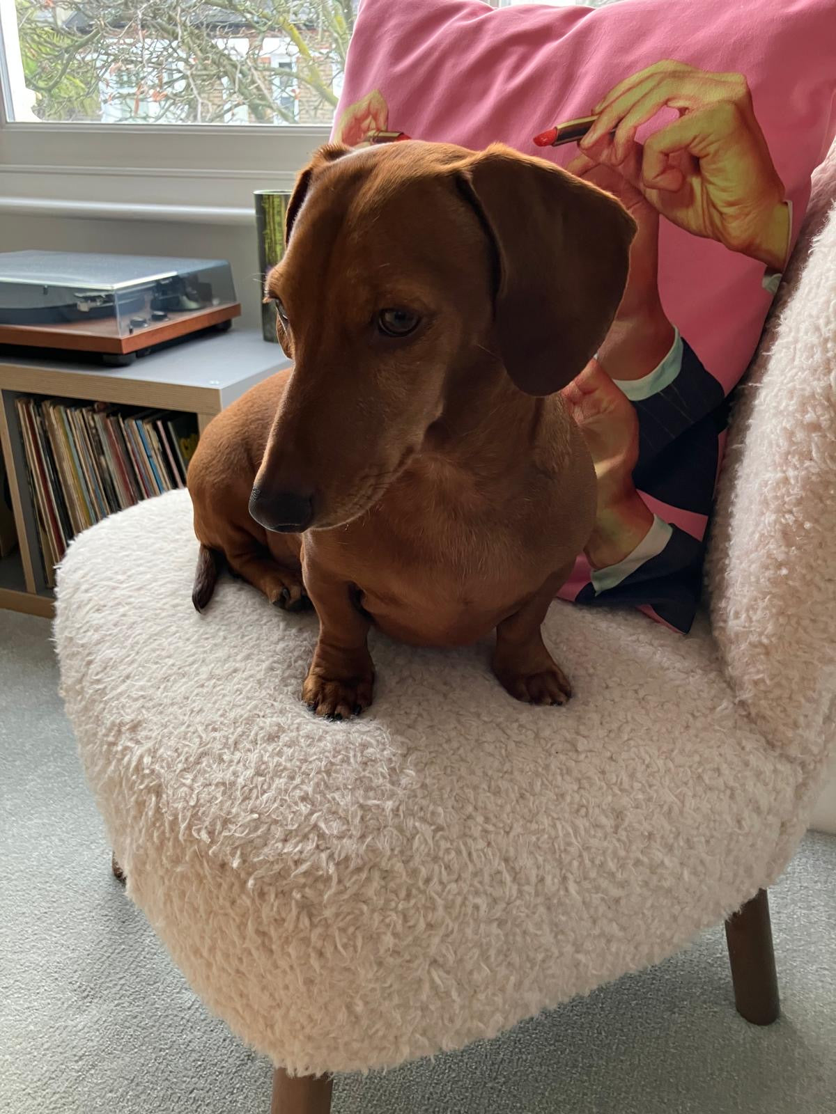 Reference photo of a brown dachshund used for a personalised pet portrait commission – Ali Collins
