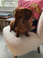 Reference photo of a brown dachshund used for a personalised pet portrait commission – Ali Collins