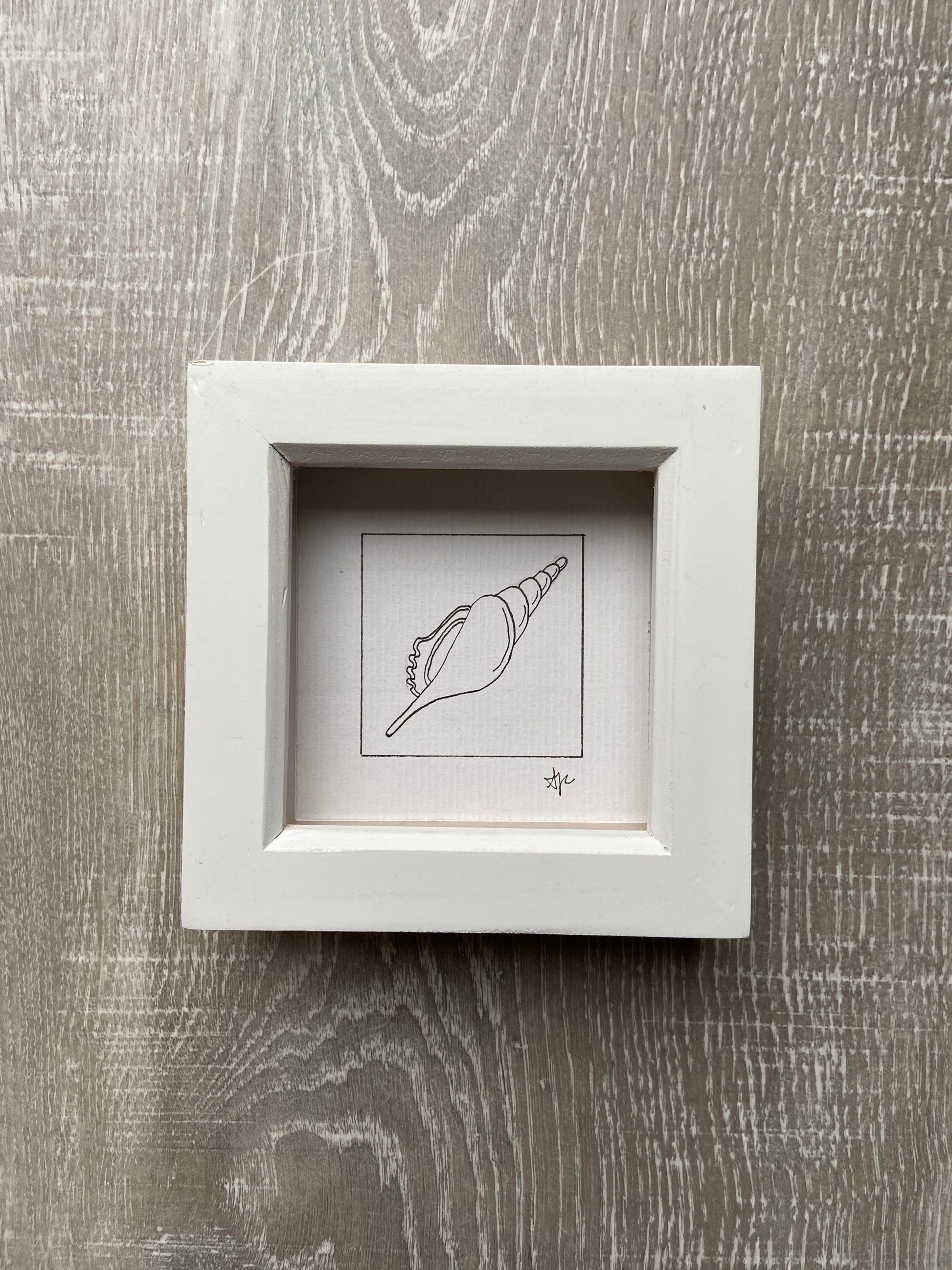 Close-up detail of original Spindle Shell line drawing on 300gsm watercolour paper, framed, by Ali Collins
