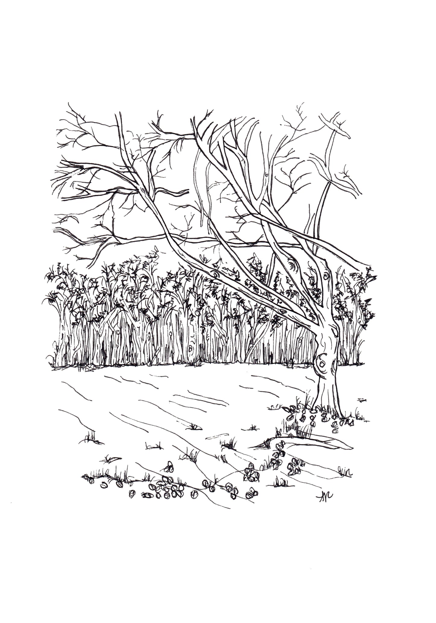 Hand-drawn print of Whippendell Woods, Croxley Green, Hertfordshire. 400-year-old ancient woodland, original line art by Ali Collins
