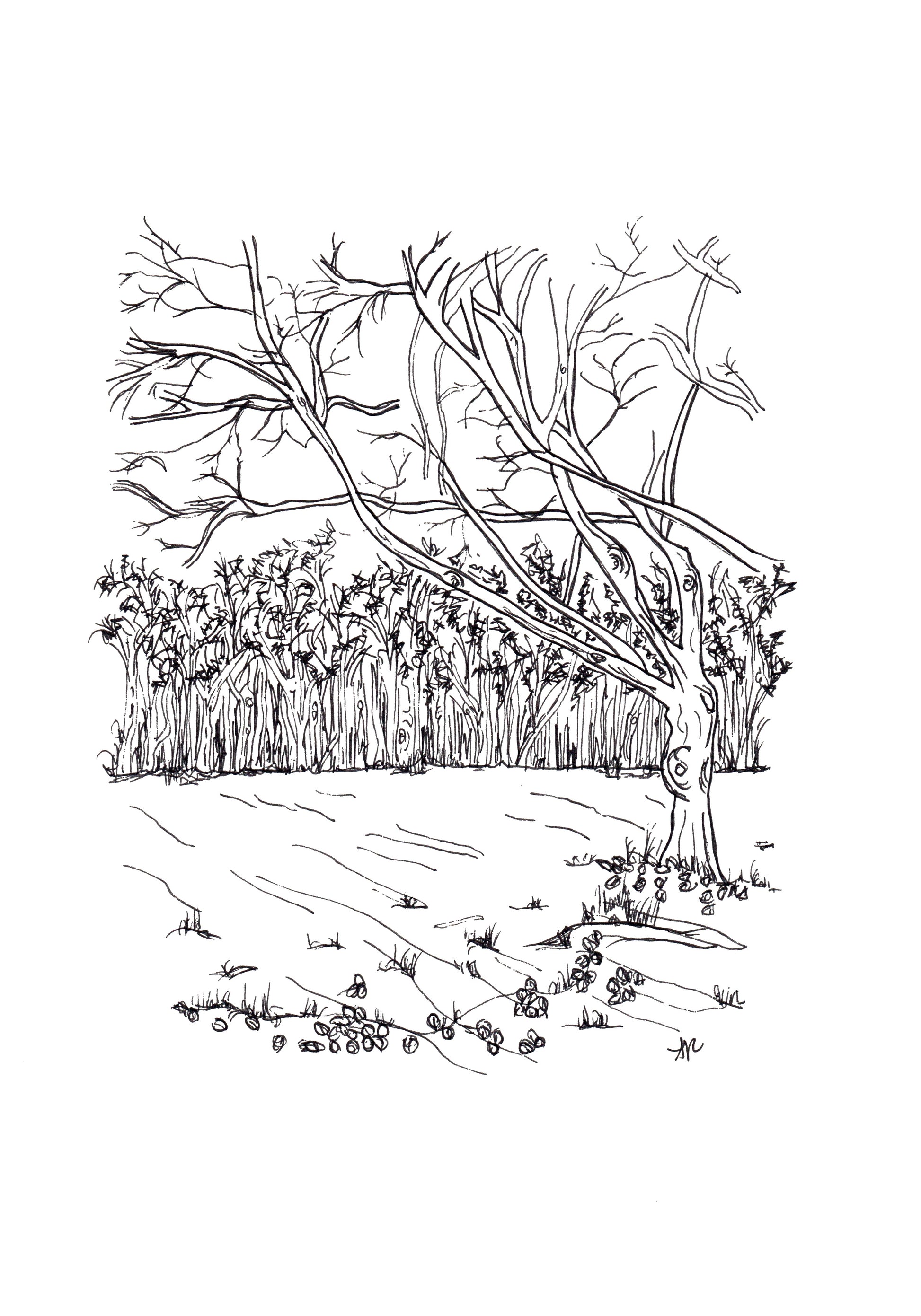 Hand-drawn print of Whippendell Woods, Croxley Green, Hertfordshire. 400-year-old ancient woodland, original line art by Ali Collins