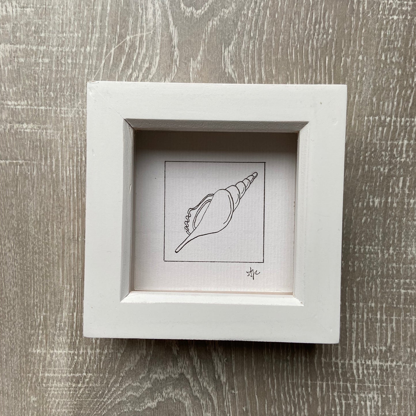 Spindle Shell Original Hand Drawn Illustration, Limited Edition FRAMED